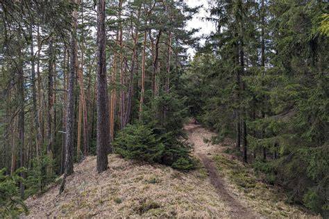 Jurmala piesočná pláž a borovicový les
