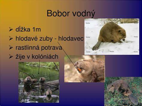 Bobor a vodné vtáctvo v Mazursku
